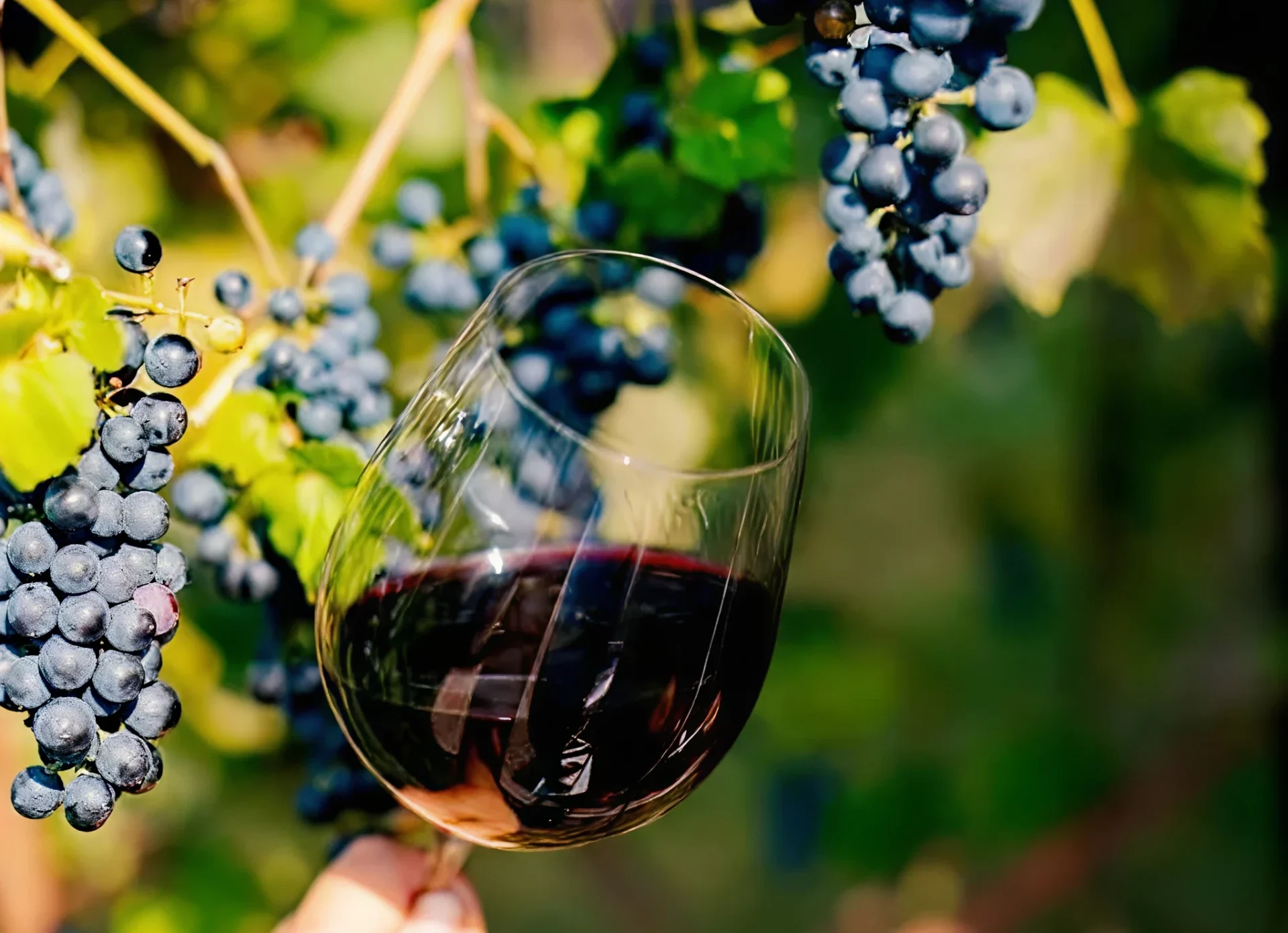 A glass of red wine held near ripe grapes on the vine.