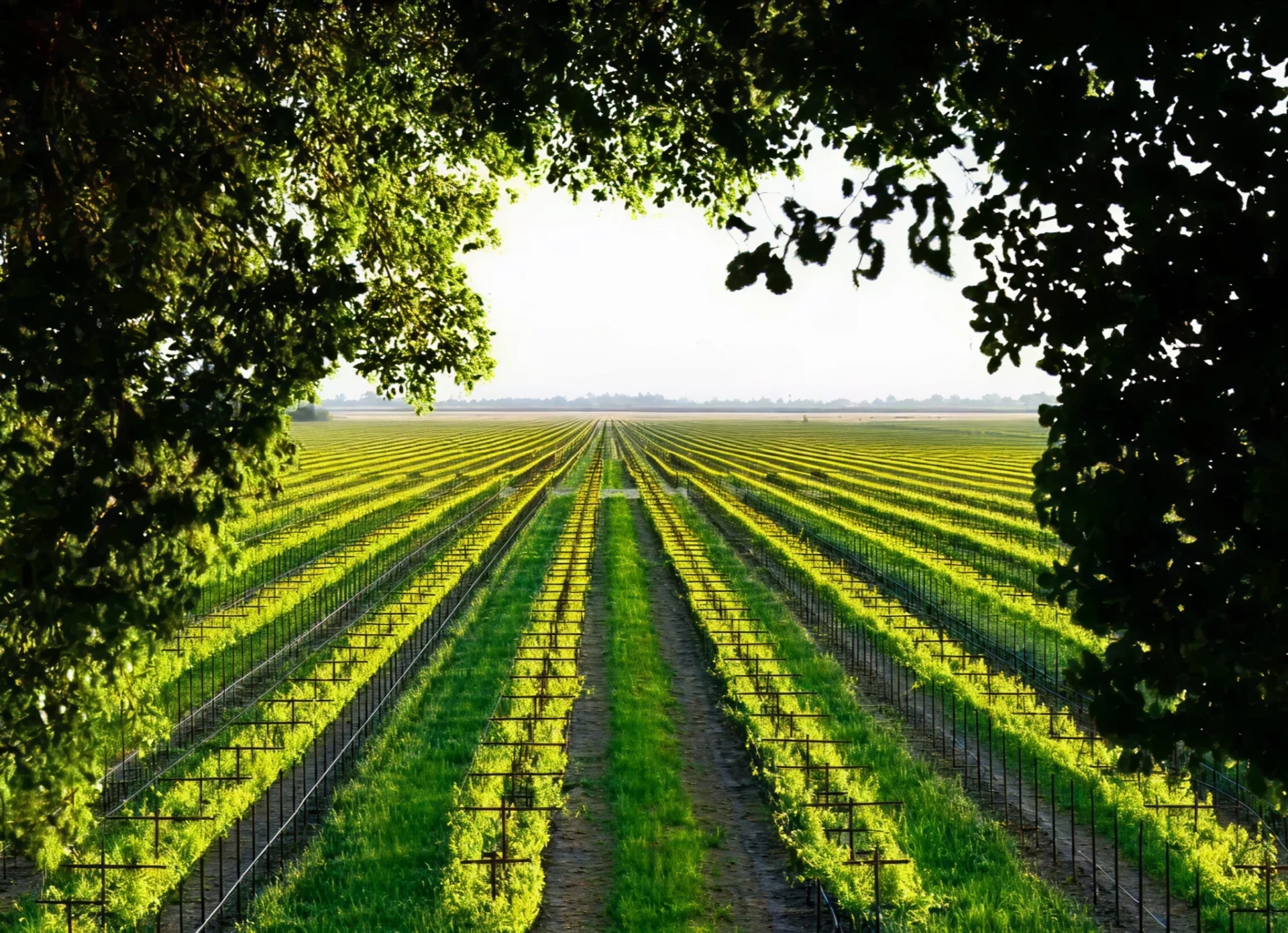 Rows of green crops framed by tree branches under a bright sky.